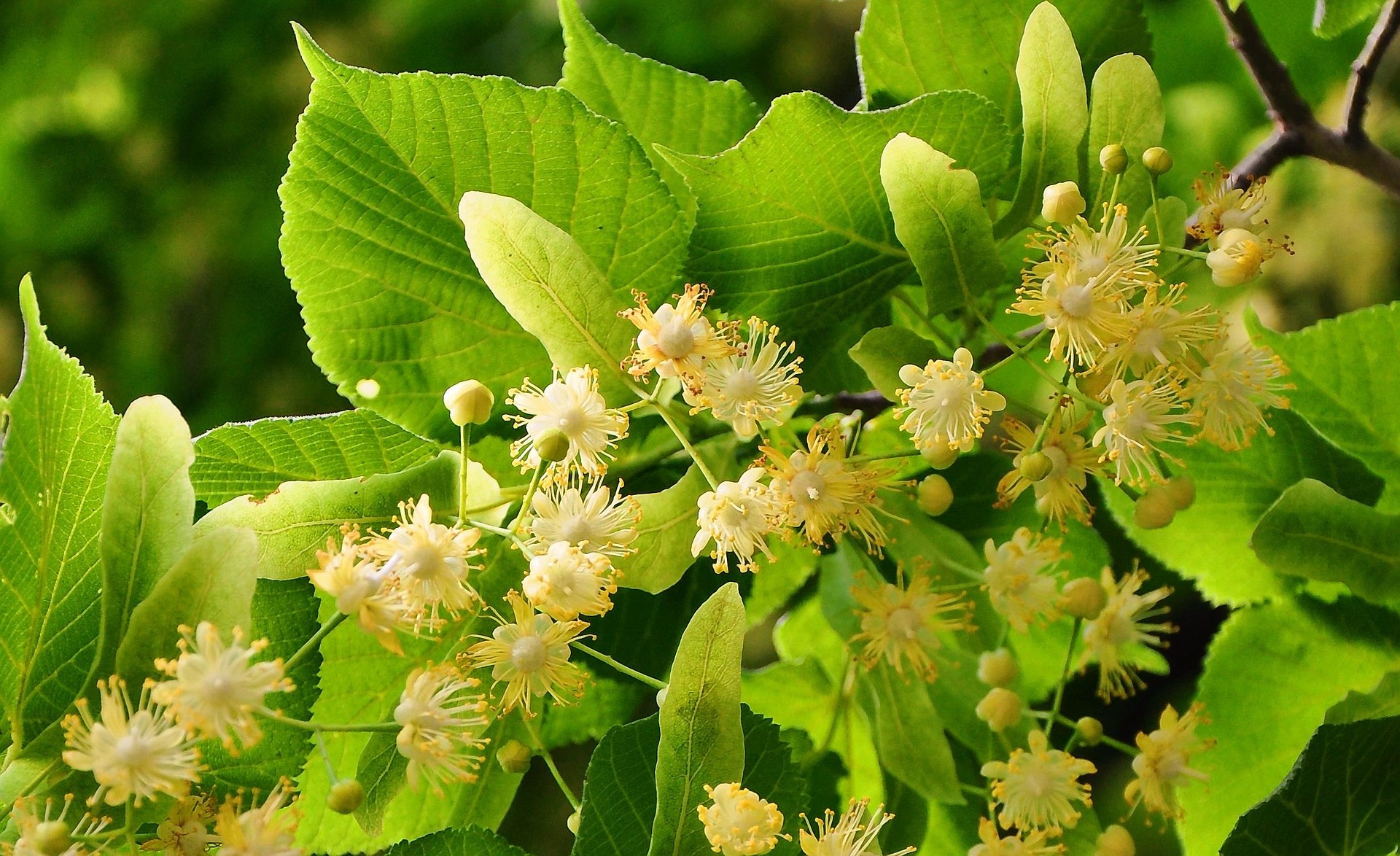 Natural Wellness and Healing